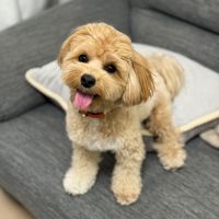 オリジナル楽曲 - @bear0417