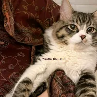 original sound - sumu_bbz04