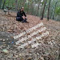 orijinal ses