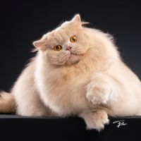 catsaddle
