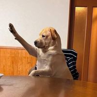 nhạc nền - Pet Cute Media