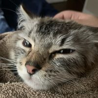 thatonecat23