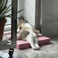 original sound - habu