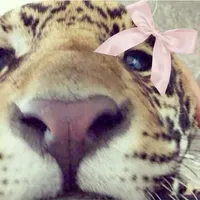 original sound - lover_mad