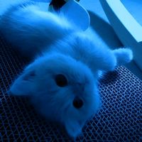 sleepycat057