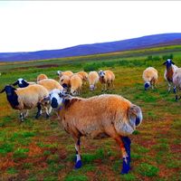 21_beritan_asireti_12