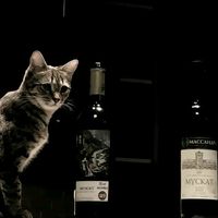 bunyi asal - 🐈‍⬛using boong