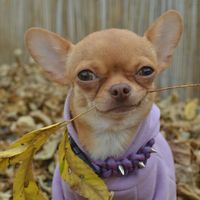 milisia_chihuahua