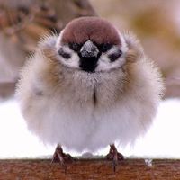 オリジナル楽曲 - 🐥pippi🐥