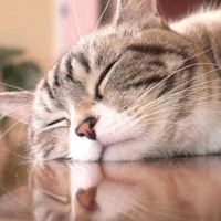 animal_summary