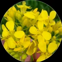 original sound - shamssultana0