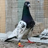 itspigeonlover