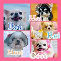 mimi.mei.reo.coco.rei
