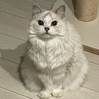 mofusiro3