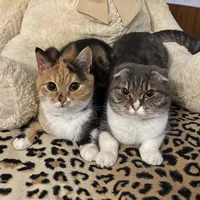 original sound - chloenfreya