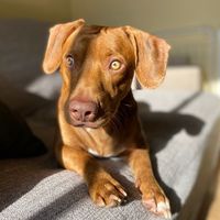 dogp4coca