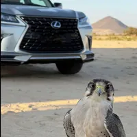 خالد الشلوي