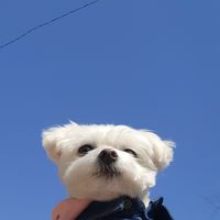 오리지널 사운드 - 뚠복이뚠자네네