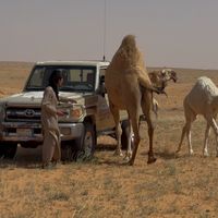الصوت الأصلي