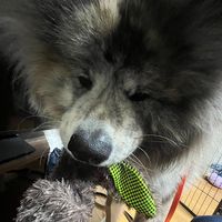 オリジナル楽曲 - わさお
