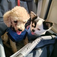 オリジナル楽曲 - ミルクチョコ🐕💗
