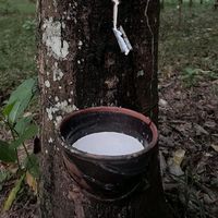 prarinyachewit_009