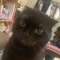 original sound - Maminya Cuwan