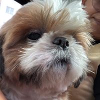 nickpet2826