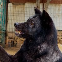 wolfs_of_cigo
