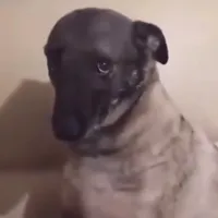 original sound - huzunlubakisatankopek