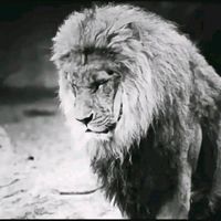 11xeyalh