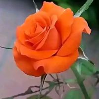 sumaiya5557786