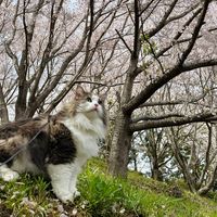 oisan_cat_bot