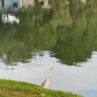 original sound - 131