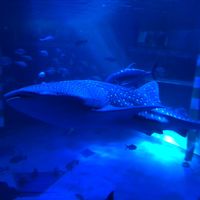 papapanchi33