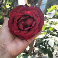 diaz_20_11