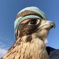 الصوت الأصلي
