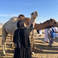 cemilebelge47