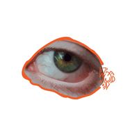 vision.jpgg