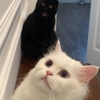 lulublueeyes