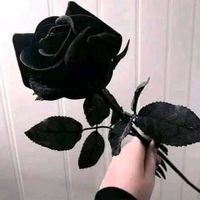 user3lavfrt