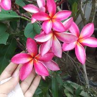 မူရင်းအသံ