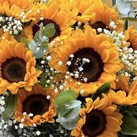 sunflower27_01