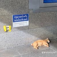 เสียงต้นฉบับ - กินผัก