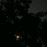 ashicheema17