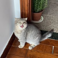 nhạc nền - Tuổi già sức sống.