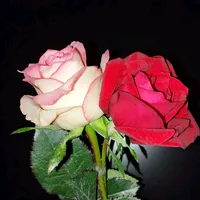 original sound - kostoraijibon