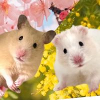 hamster_sakumimo