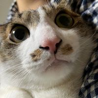 오리지널 사운드 - 간헐적 개냥이