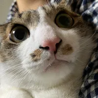original sound - ganher_cat